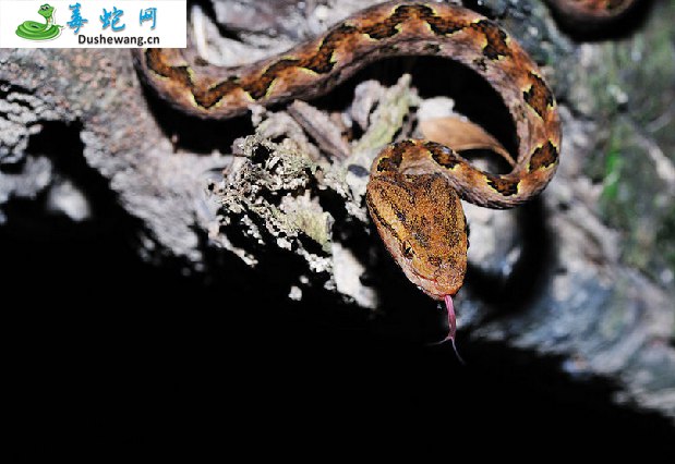 原矛头蝮蛇(有毒蛇)详细资料、图片及品种介绍